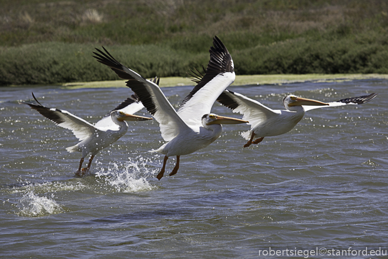 white pelicans